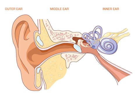 Humans: The Ear Diagram | Quizlet