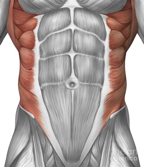 Abdominal Anatomy Male / Kidneys Renal System And Male Abdominal ...