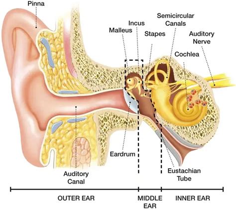 Menschlichen Körper Ohr Anatomie Stoff poster 28 "x 24" Decor 29 in ...