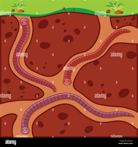 Earthworm digging soil underground illustration Stock Vector Image ...