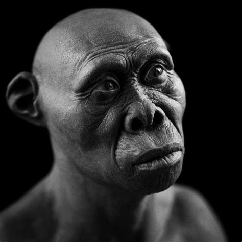 Homo habilis- reconstruction by Gabriel Vinas | Evoluzione umana ...