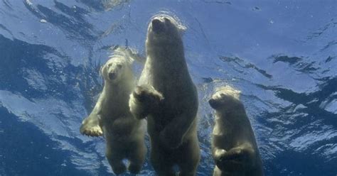 Photographer Captures Polar Bear Cubs Swimming After Years Of Trying