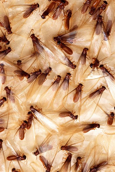 Termite Swarming: Winged Termites can Signal Active Colonies | Bain ...