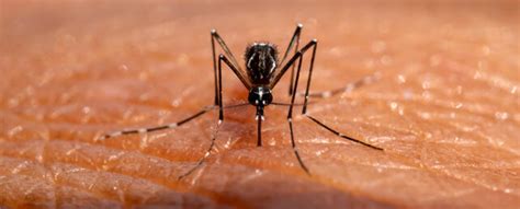 Mosquito Saliva Can Actually Suppress Our Immune System, Study Finds ...