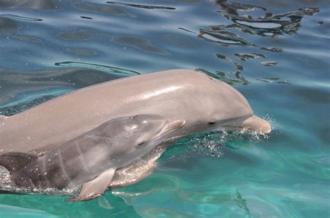 Newborn dolphin | Dolphin Discovery | Blog