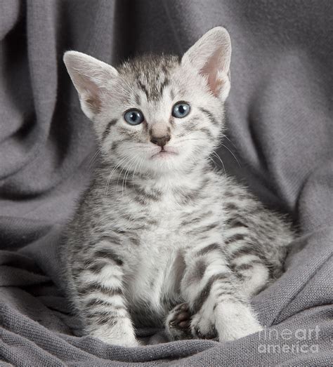 Egyptian Mau Kitten Photograph by Jean-Michel Labat - Fine Art America