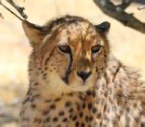 Indian cheetah reintroduction, two months on. - Cheetah Conservation ...