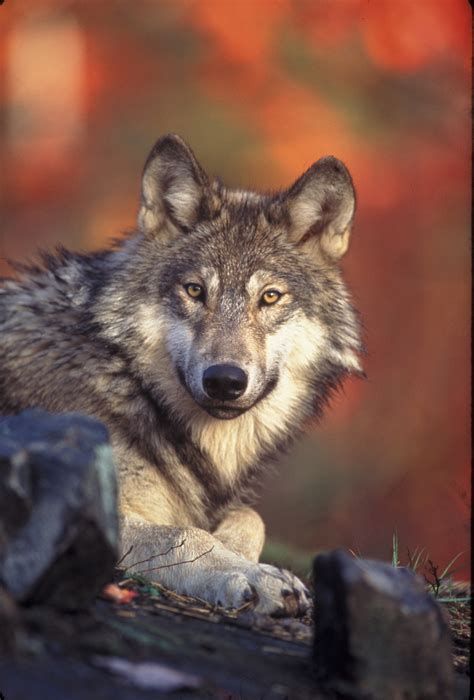 Gray Wolf Photographs and Video--U.S. Fish and Wildlife Service