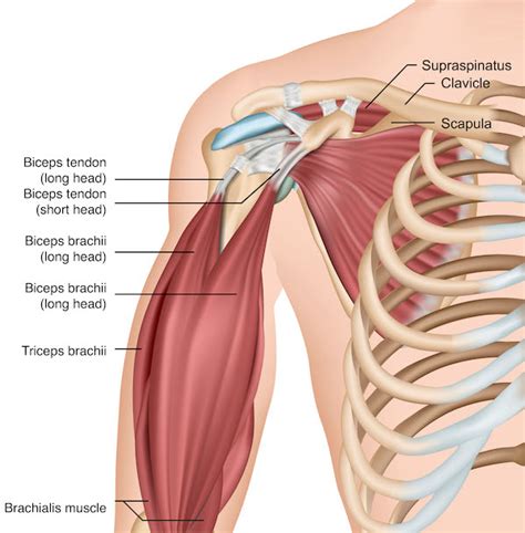 Biceps tendonitis: How arthroscopic surgery relieves shoulder pain ...