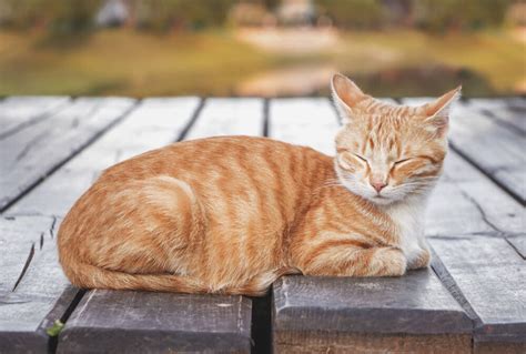 Short story: Orange tabby cats — The Downey Patriot