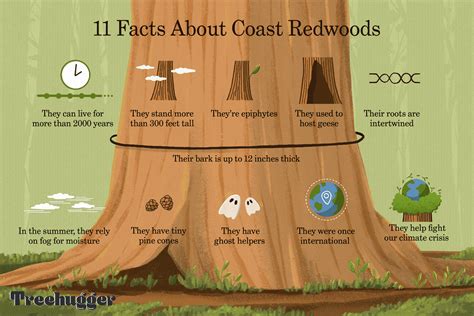 11 Facts About Coast Redwoods, the Tallest Trees in the World