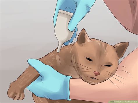 Cat Flea Bites On Humans Treatment