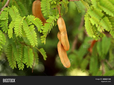 [10000印刷√] tamarind fruit tree 809965-Tamarindus indica fruit tree