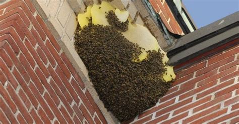 How to Get Rid of Bees in Wall: Methods That Work!