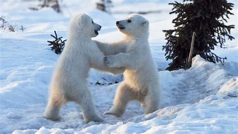 Tiny polar bear cubs play and wrestle [VIDEO] | Dawn Productions