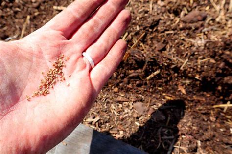 Planting Carrot Seeds: The Easy Beginner's Guide to Growing Carrots ...