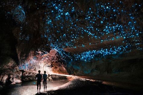 Glowworm Caves, New Zealand | Glowworm caves new zealand, Magical ...