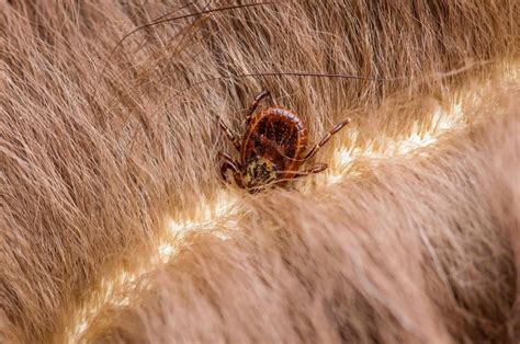 How to Remove a Tick from a Dog — The Right Way