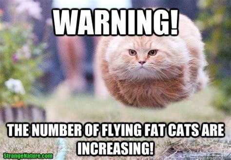 Warning! The number of flying fat cats are increasing! - Fat Cat ...