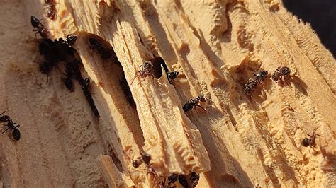 How To Find Carpenter Ant Nests - Picture Of Carpenter