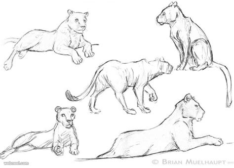 How To Draw Animals Lion Joe 9