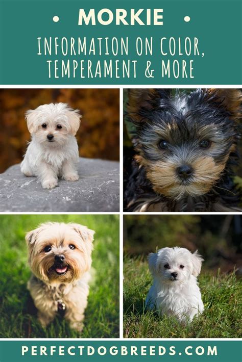 Morkie: Information on Color, Temperament & More | Morkie dogs, Morkie ...