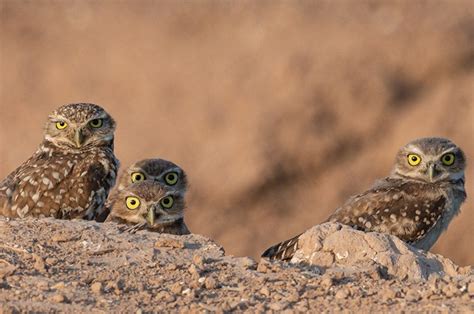 Burrowing Owl Habitat & Management Information - LandPKS