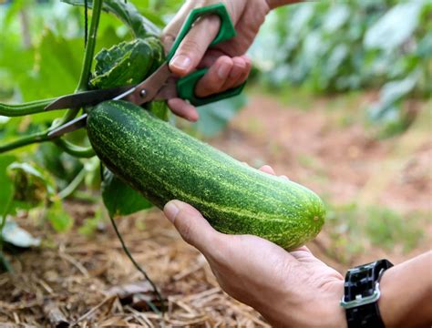 How and When to Harvest Cucumbers - Backyard Boss