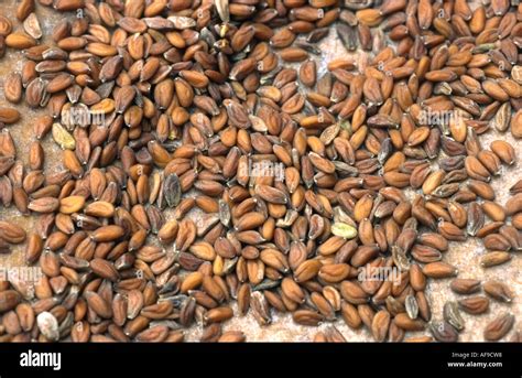 garden cress (Lepidium sativum), seeds Stock Photo - Alamy