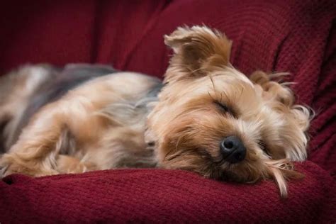 How much do Yorkies sleep - Yorkshire Terrier sleeping habits - Bark ...