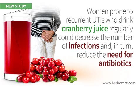 Cranberry Juice Diminishes Need for Antibiotics | HerbaZest