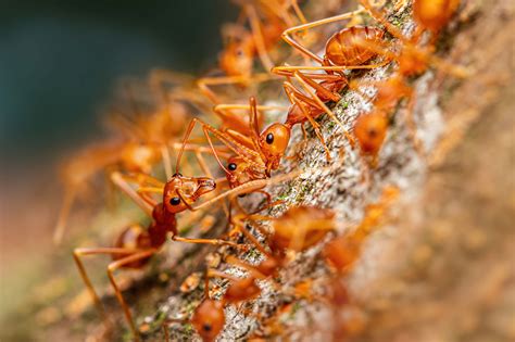 Painful, stinging fire ants are 'raining down' on Hawaii