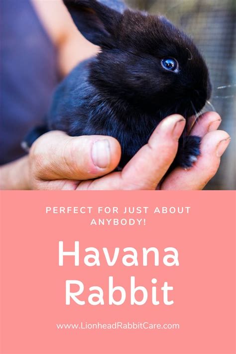 Havana Rabbit | Havana rabbit, Rabbit, Rabbit breeds