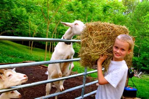 What Do Goats Eat? Your Complete Guide to Feeding Goats