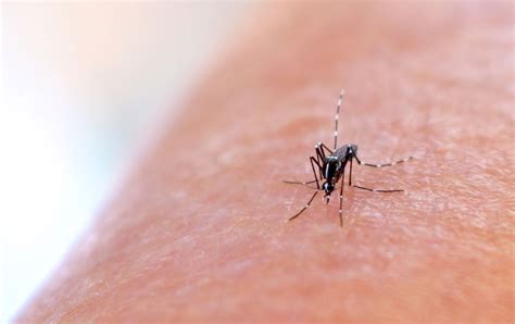 Climate change could require important adaptations for mosquito-borne ...