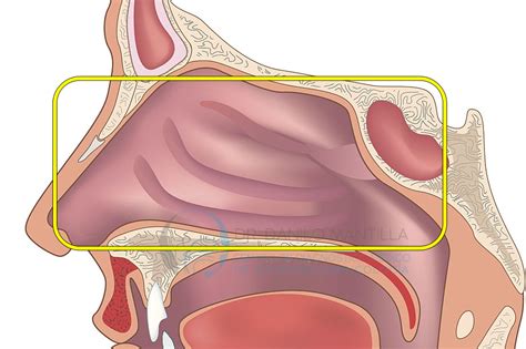 Nasoendoscopia | Endoscopia Nasal | Dr. Danilo Mantilla ORL | Quito ...