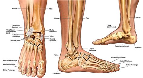 Foot And Ankle Bones Diagram