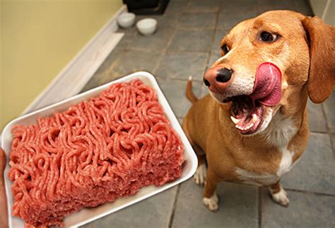 Can Dogs Eat Meat Raw