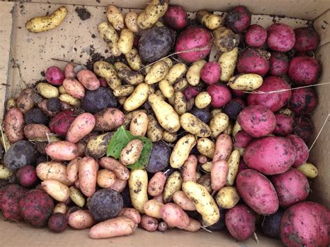 Provenance Growers: Seed potatoes