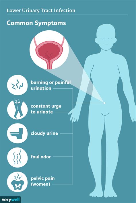 Infections des voies urinaires : Symptômes et complications