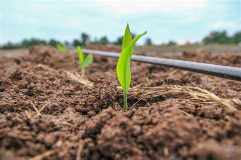 When to Plant Sweet Corn » Top Timing Tips