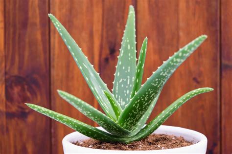 Aloe Vera Plant | GreenRipeGarden