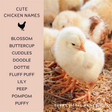 300+ Best Chicken Names (Classic, Cute, and Clever) - Every Little Name