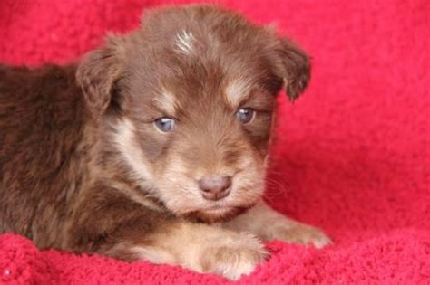 CKC Siberpoo Puppies (Annabella) SOLD for Sale in Gainesville, Kentucky ...