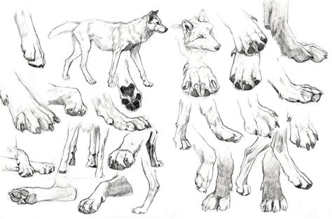 Wolf Paw Sketch at PaintingValley.com | Explore collection of Wolf Paw ...