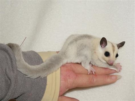 Mosaic Sugar Gliders - A Complete Overview [With Pictures] | ThePetFAQ