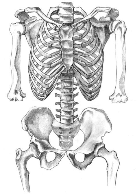 Human Skeleton Drawing | Anatomy Art