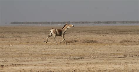 Not So Little Rann of Kachchh - Tripoto