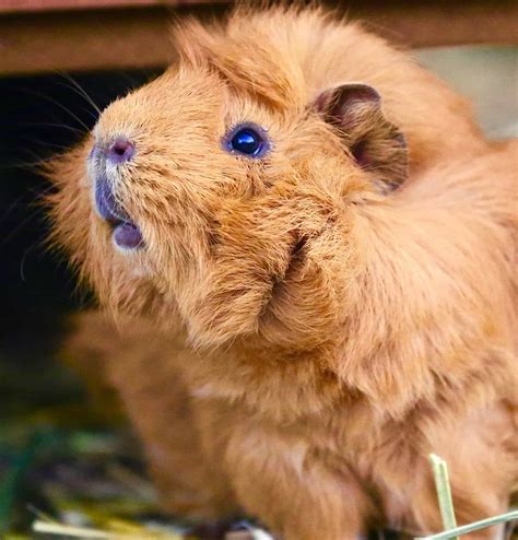 How To Conduct A Cavy (Guinea Pig) Health Check - The Open Sanctuary ...