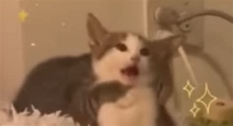 Cat Mouth Meme - Infoupdate.org